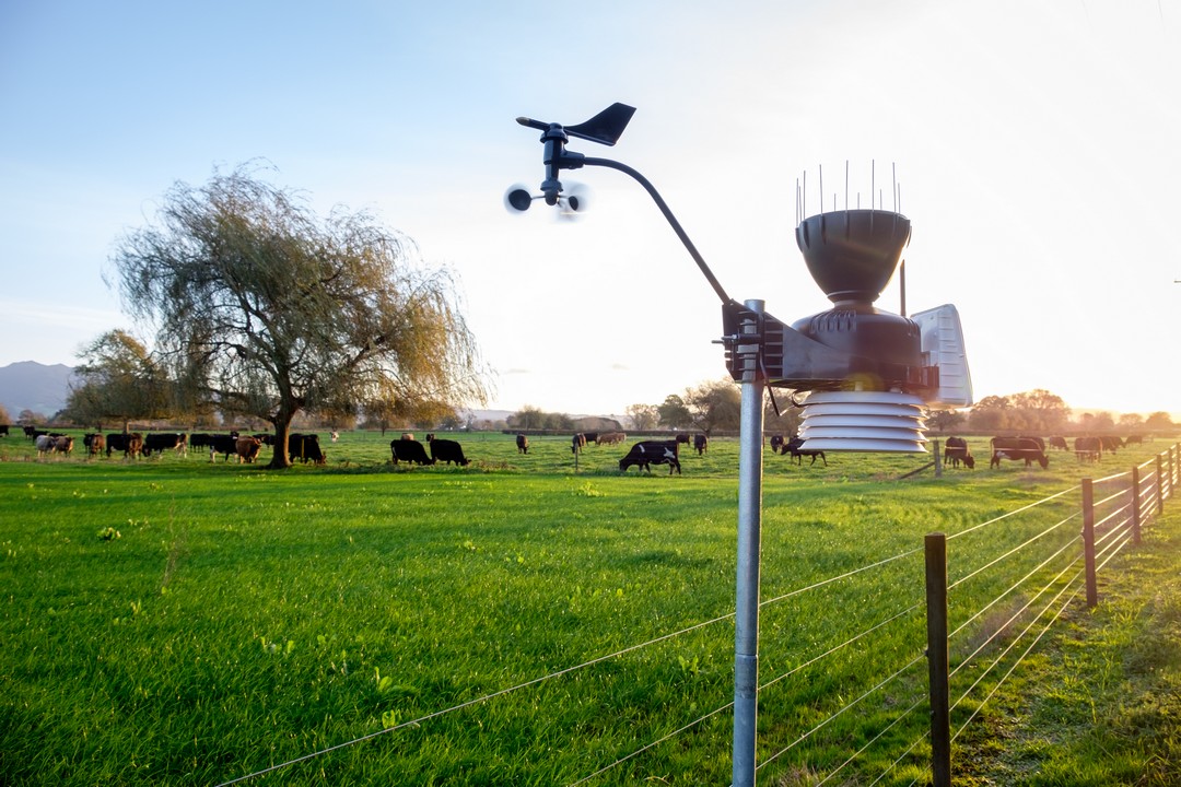A Davis Instruments weather station, on a Waikato dairy farm in New Zealand, with willows and grazing cows in the background.